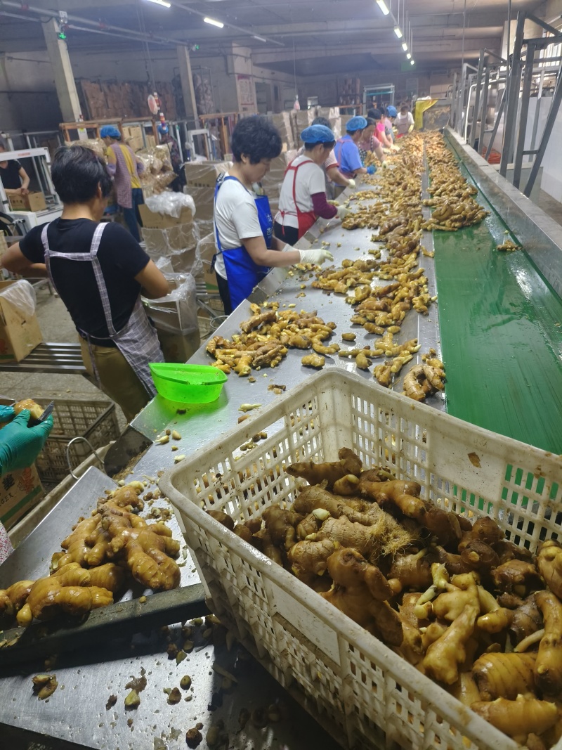 供应（沙土姜/水洗姜/烘干姜）承接电商、出口、食品加工厂