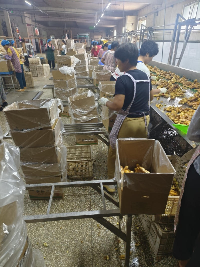 供应（沙土姜/水洗姜/烘干姜）承接电商、出口、食品加工厂