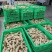 供应(沙土姜/水洗姜/烘干姜)承接电商、出口、食品加工厂