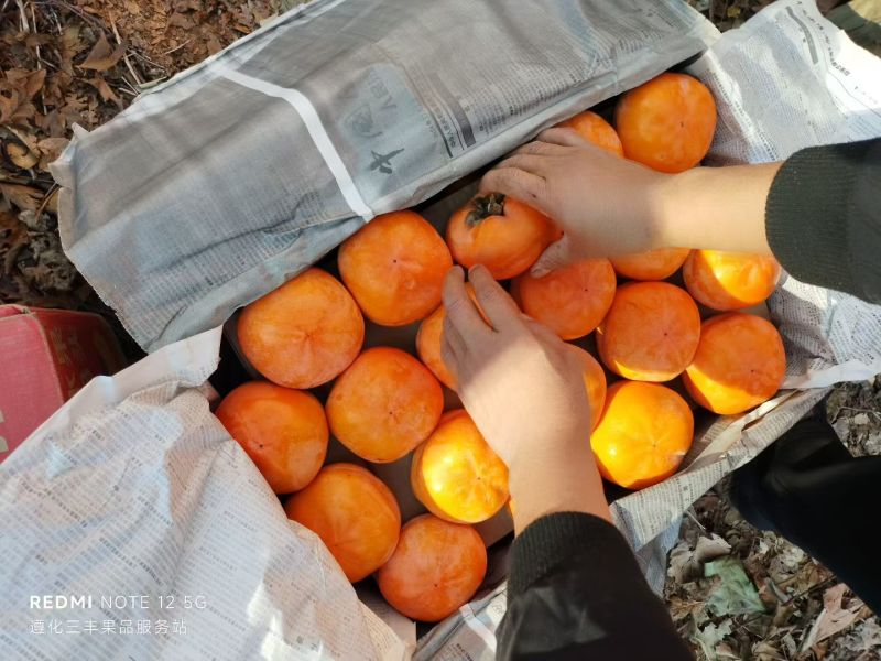 磨盘大柿子，产地直发，个头均匀，保质保量，诚信经营