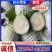精品芭乐广西白心芭乐玉林，产地直供，一手货源