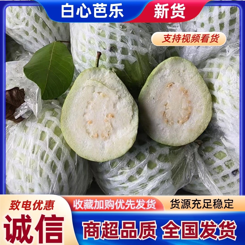 精品芭乐广西白心芭乐玉林，产地直供，一手货源