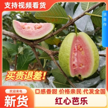 红心芭乐西瓜红番石榴自家果园货源充足，新鲜采摘