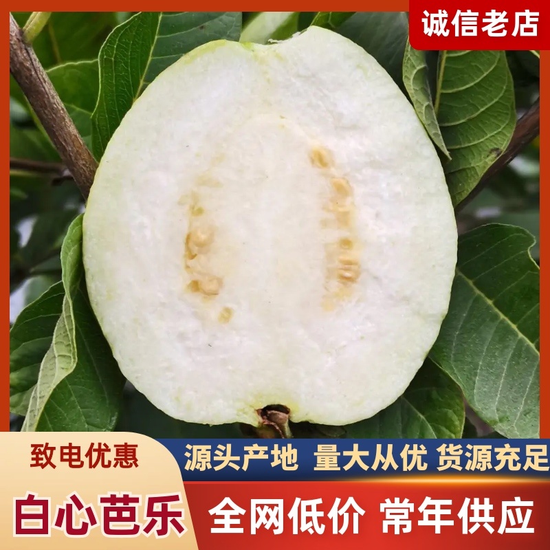 广西珍珠芭乐，白心玉林产地货源充足，量大从优