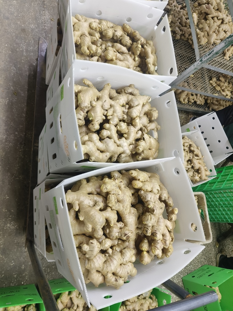 供应（沙土姜/水洗姜/烘干姜）承接电商、出口、食品加工厂
