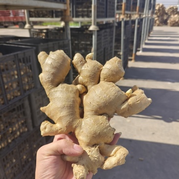 供应(沙土姜/水洗姜/烘干姜)承接电商、出口、食品加工厂