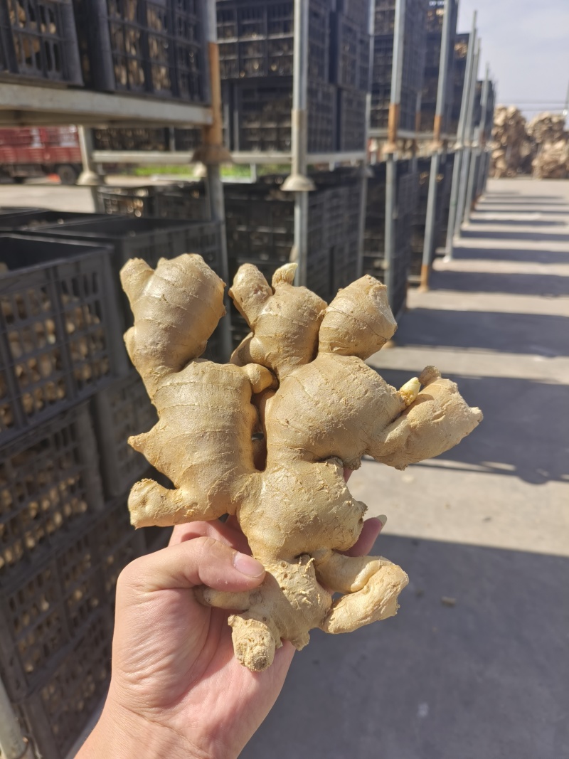 供应（沙土姜/水洗姜/烘干姜）承接电商、出口、食品加工厂
