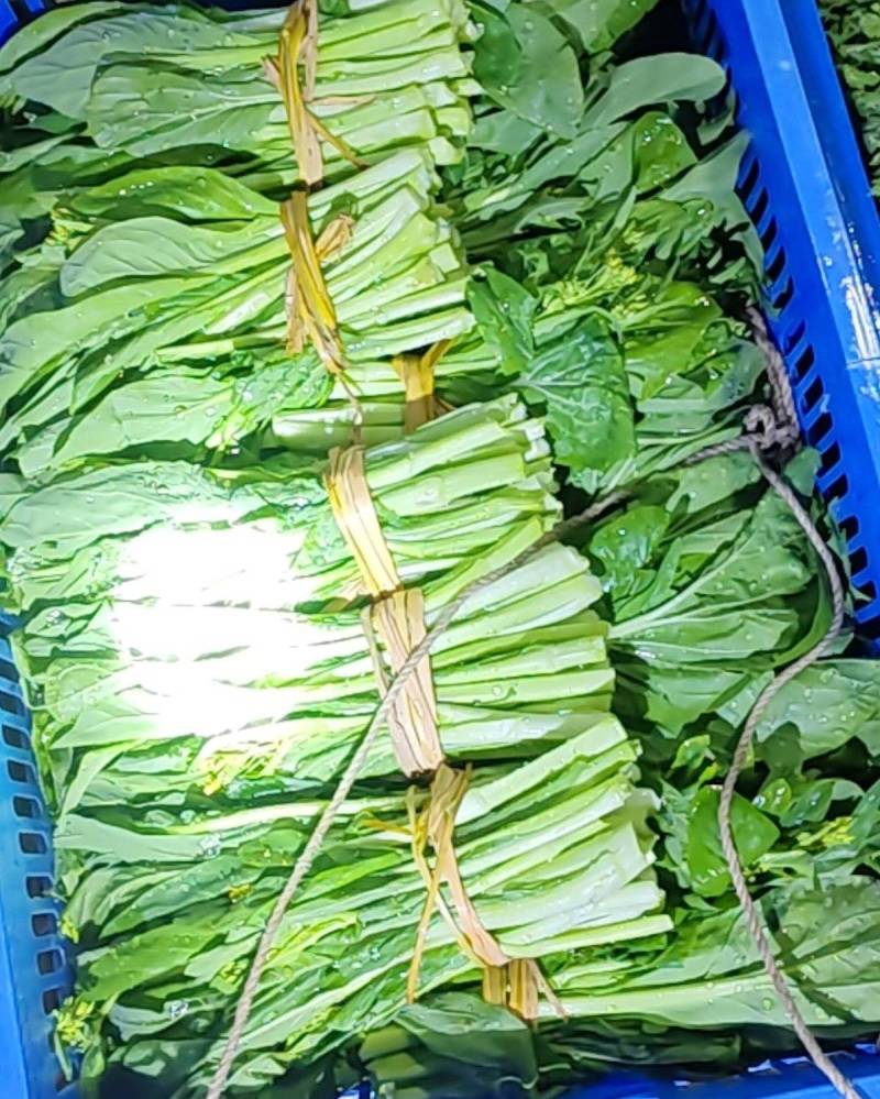 白菜苔湖南娄底