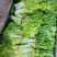 白菜苔湖南娄底