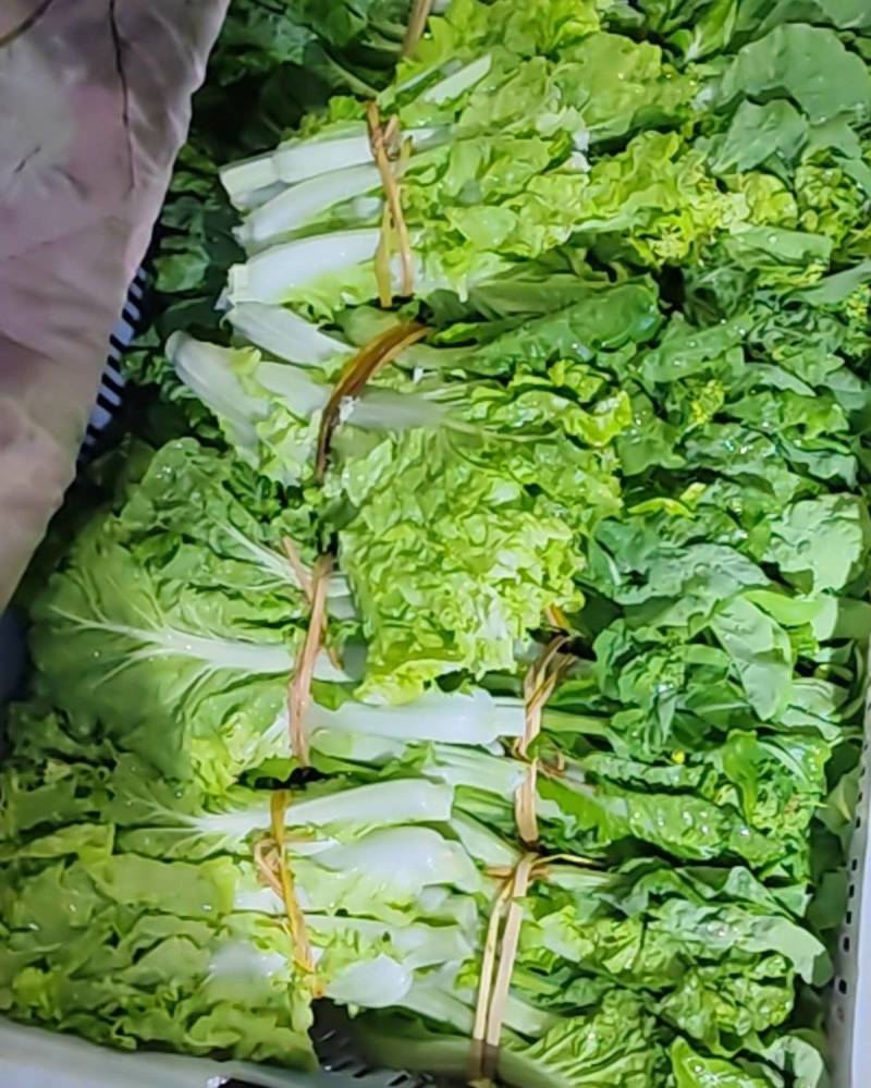 白菜苔湖南娄底