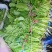 白菜苔湖南娄底