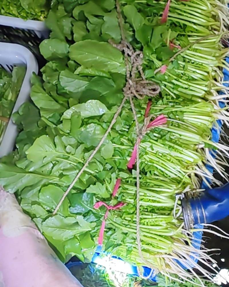 白菜苔湖南娄底