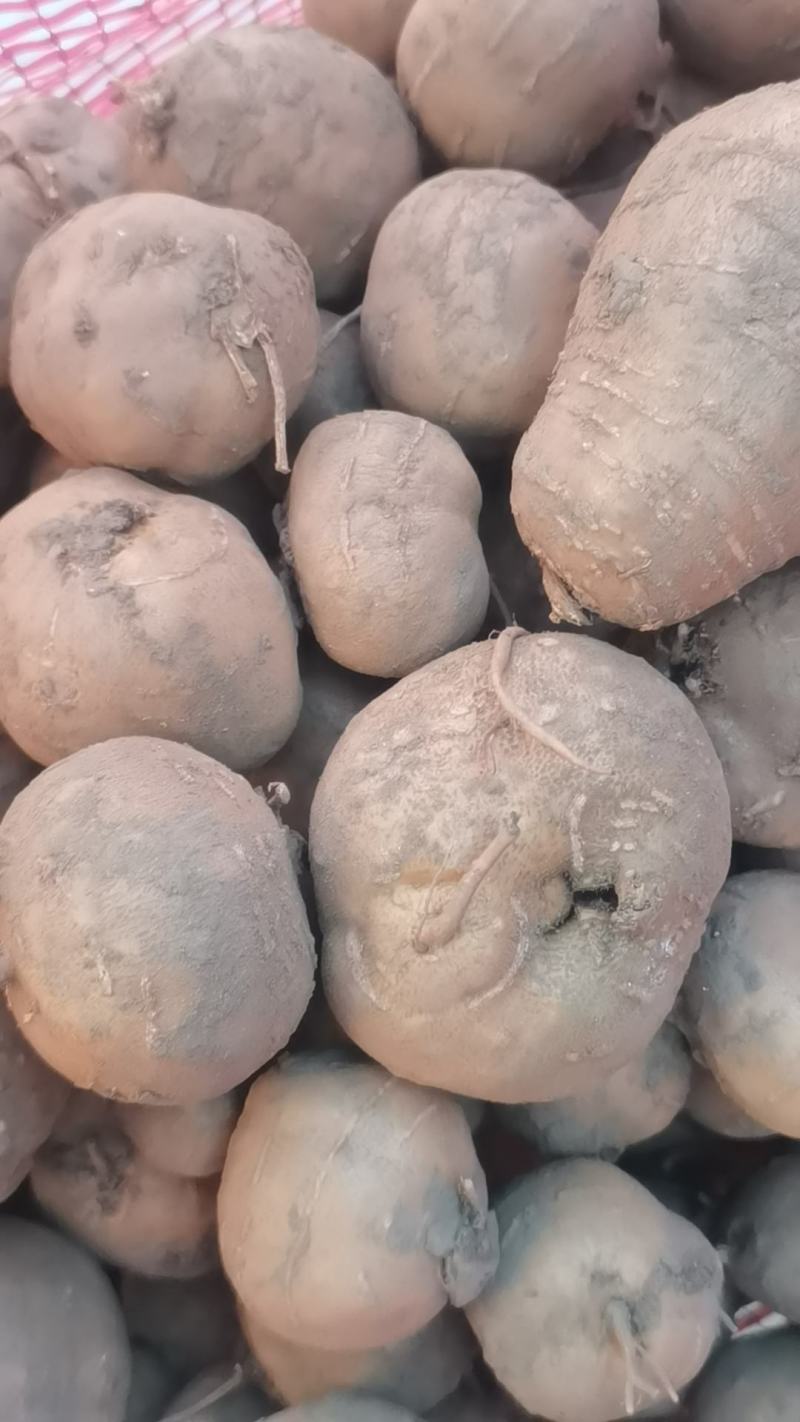 罗汉参