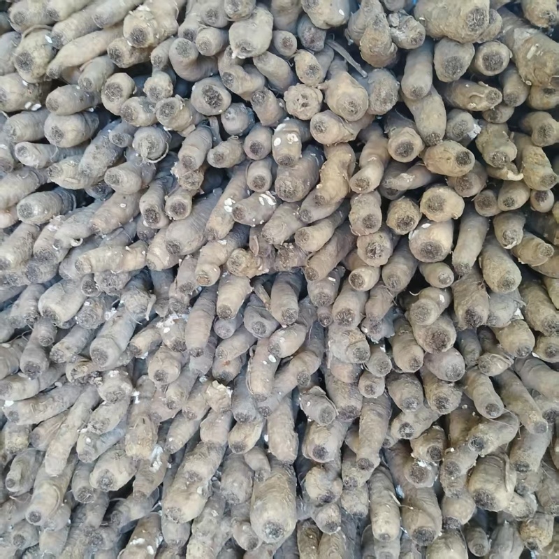 当归一手货源正宗自产自销长期供货品质有保证