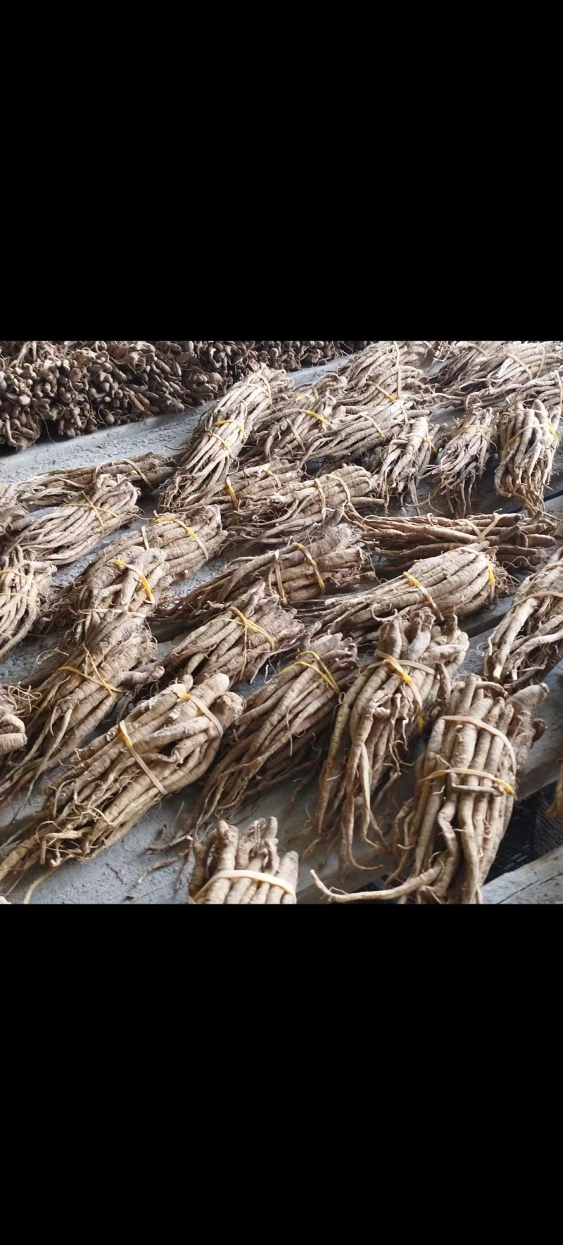 当归一手货源正宗自产自销长期供货品质有保证