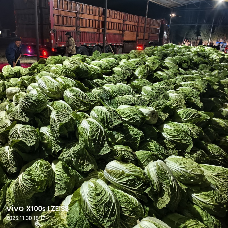 产地黄心白菜大量供货，要的老板可以连系，价格在三毛八左右