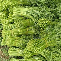 基地茼蒿大量上市支持各种包装，欢迎选购。