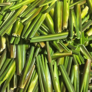 精品晚茭，上市中，诚信经营