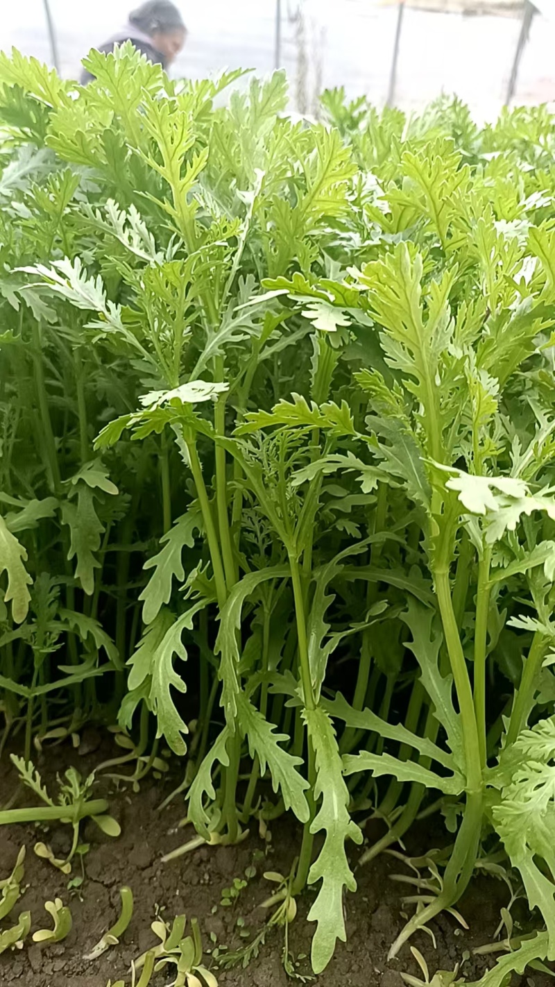 基地茼蒿大量上市支持各种包装，欢迎选购。