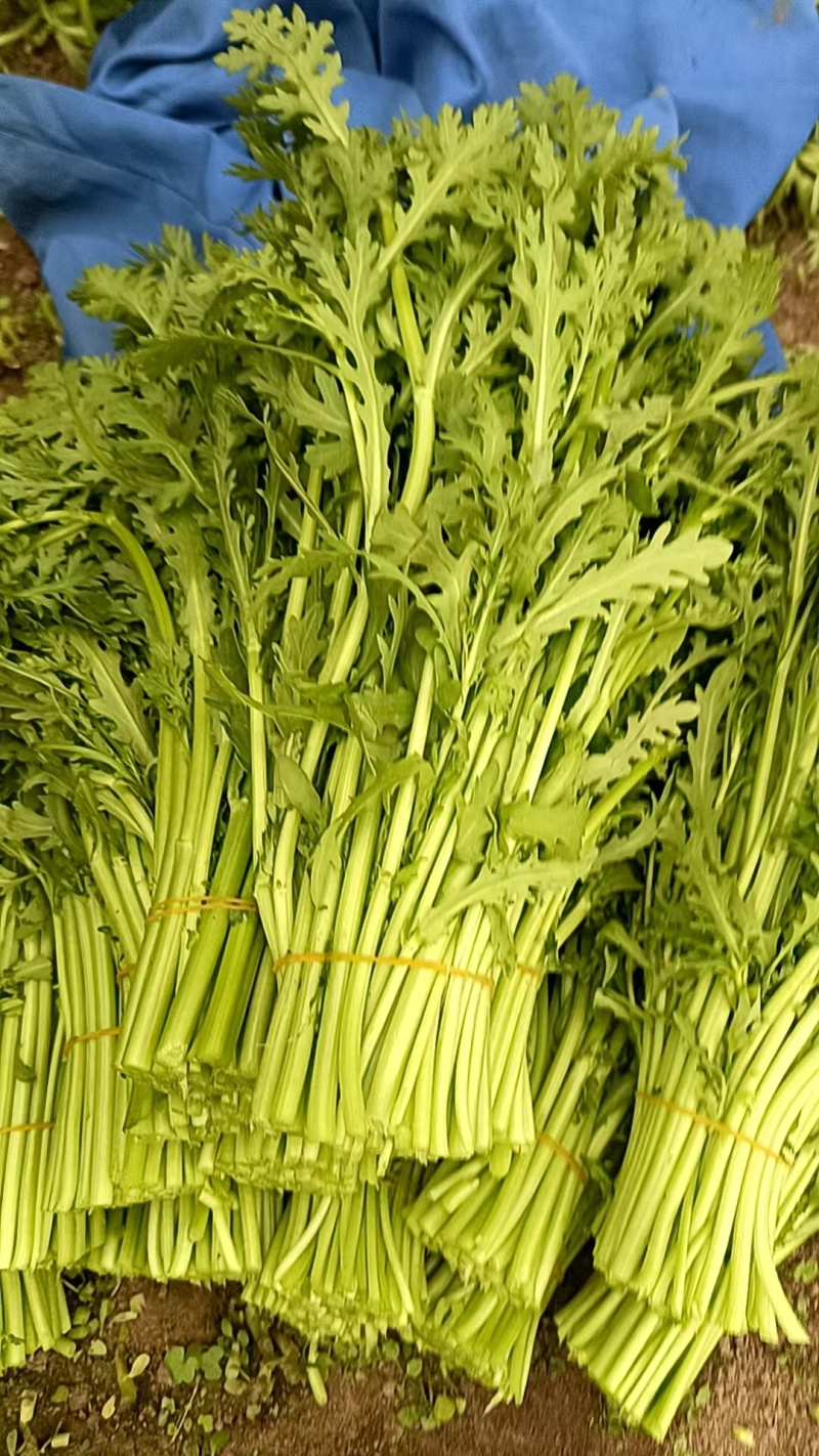 基地茼蒿大量上市支持各种包装，欢迎选购。