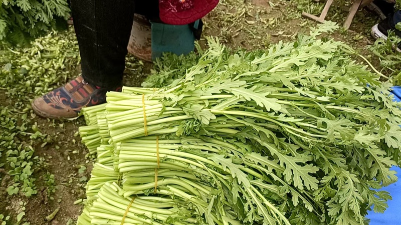 基地茼蒿大量上市支持各种包装，欢迎选购。