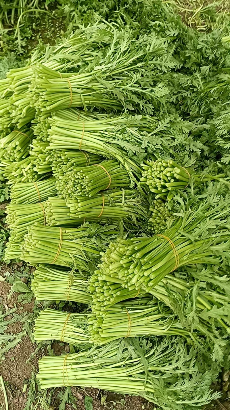 基地茼蒿大量上市支持各种包装，欢迎选购。