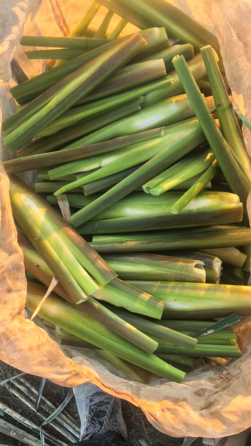 精品晚茭，上市中，诚信经营