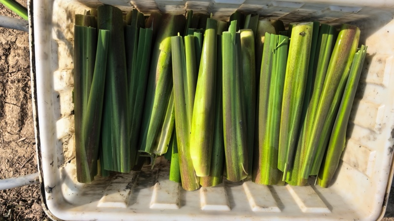 精品晚茭，上市中，诚信经营