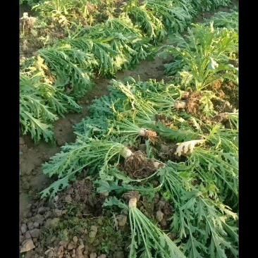 广西贺州昭平小叶大头菜