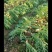 广西贺州昭平小叶大头菜