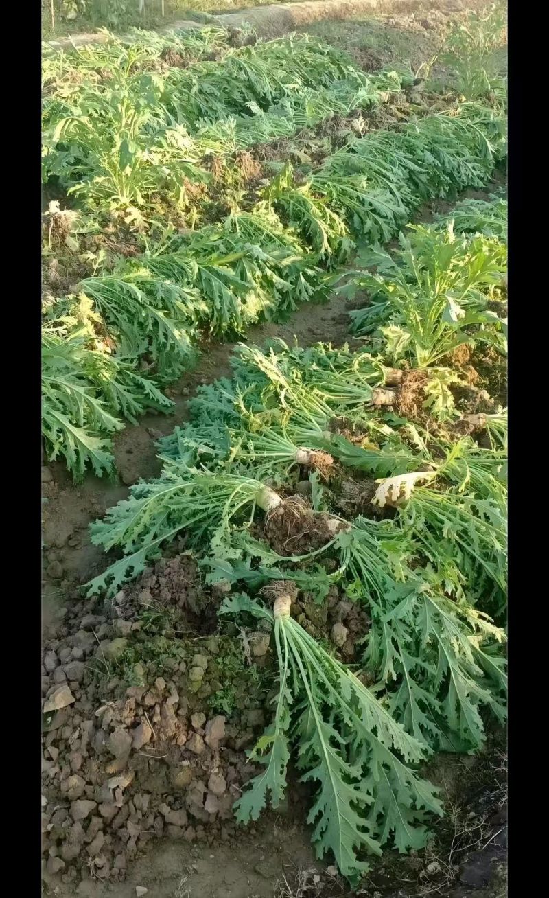 广西贺州昭平小叶大头菜