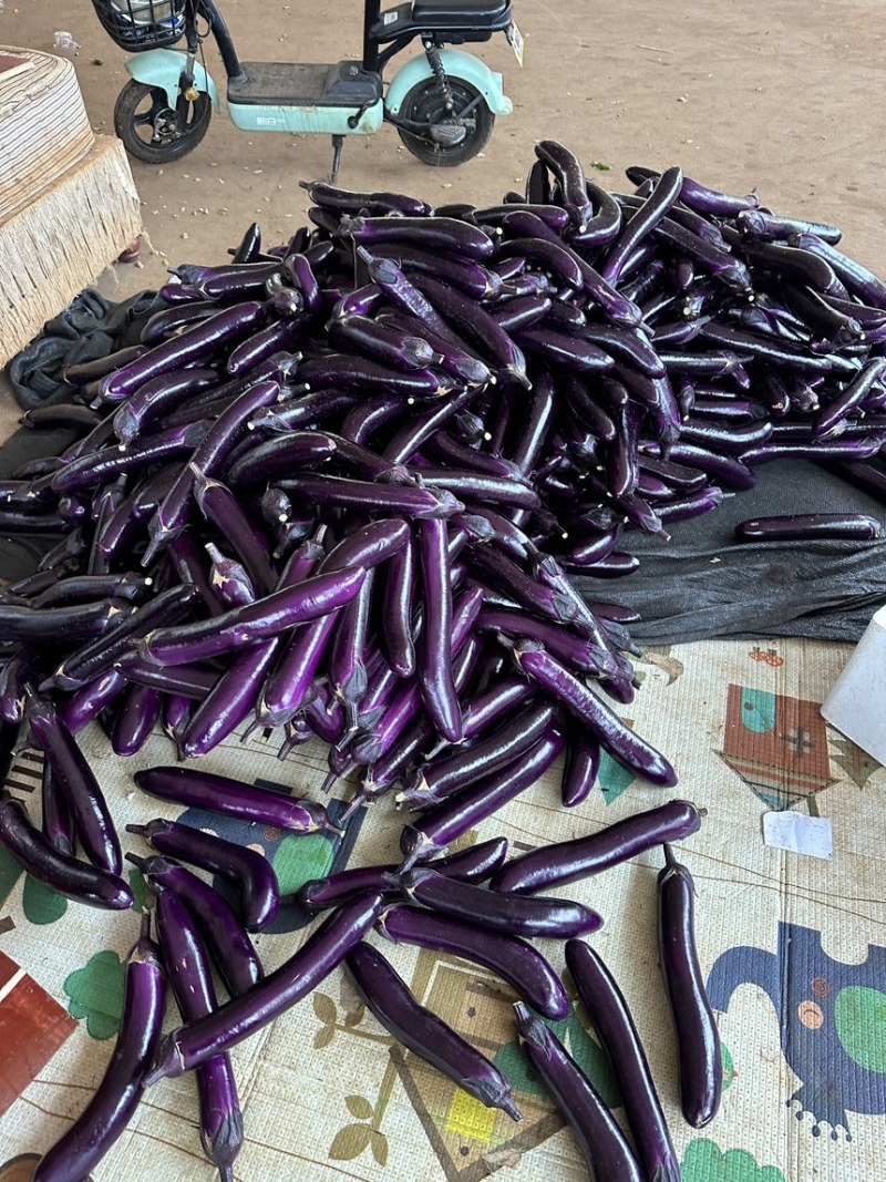 广东精品紫长茄品质保证，产地代收全国发货
