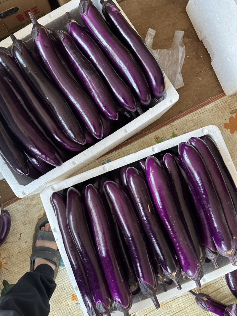 广东精品紫长茄品质保证，产地代收全国发货