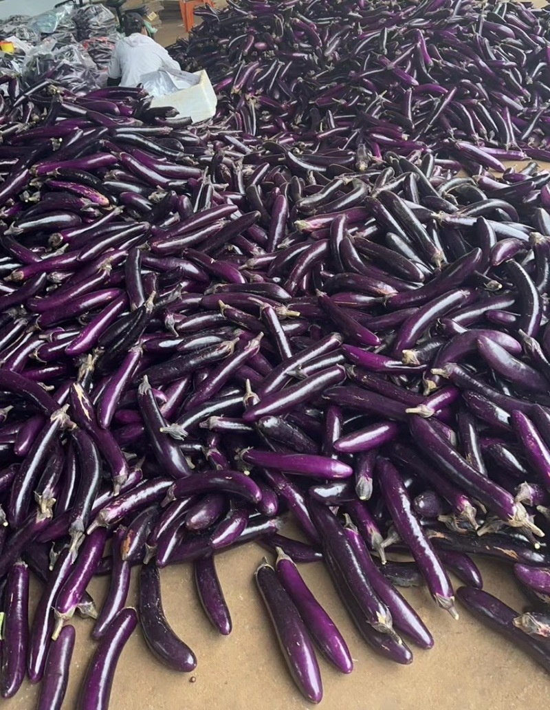 广东精品紫长茄品质保证，产地代收全国发货