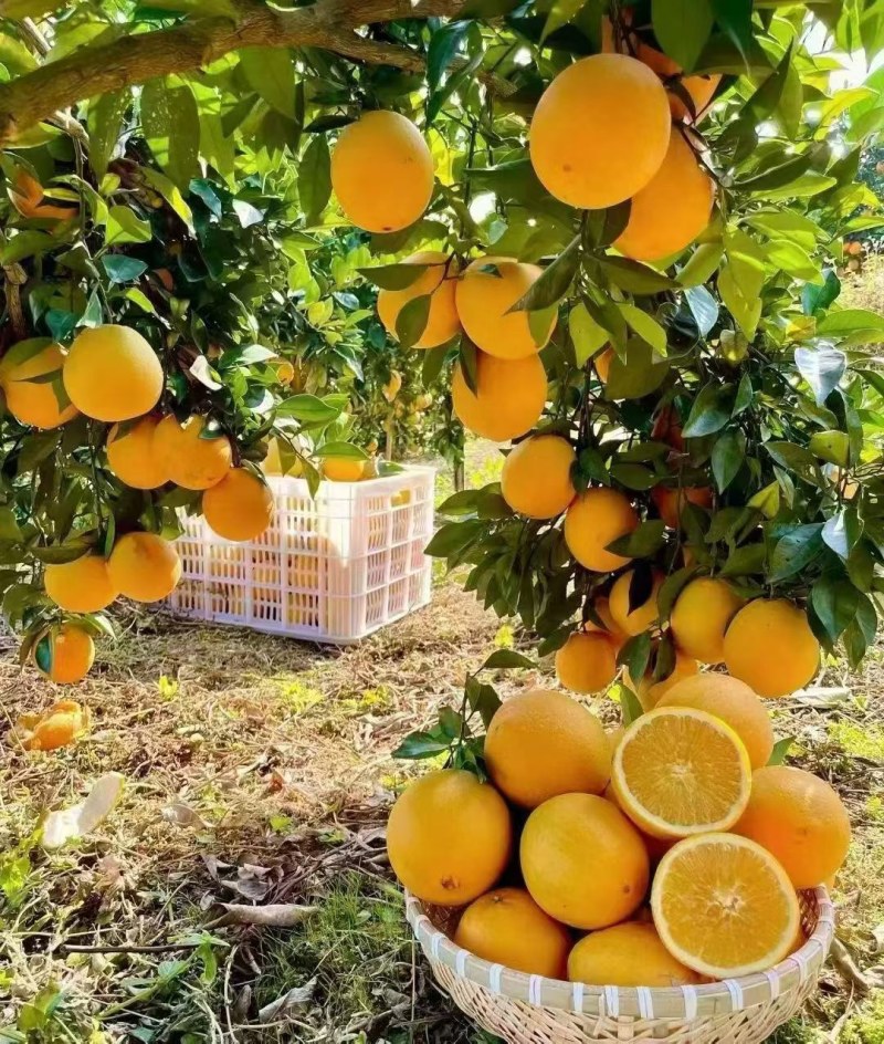 备年货鲜果迎咨询