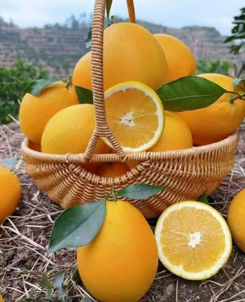 备年货鲜果迎咨询