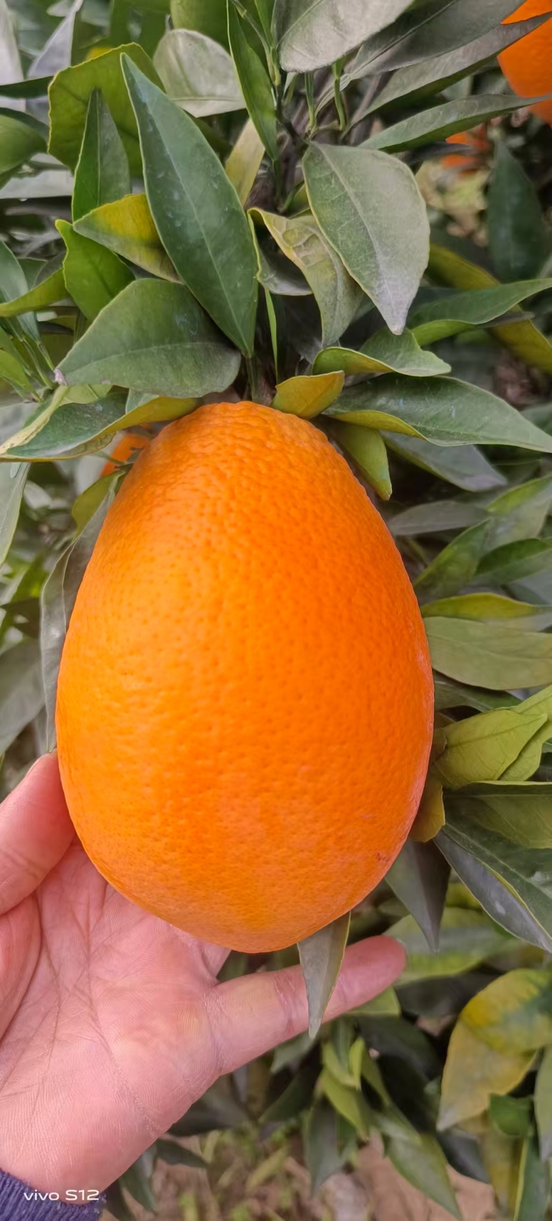 长虹脐橙【橙子】诚信经营，客户至上！欢迎考察