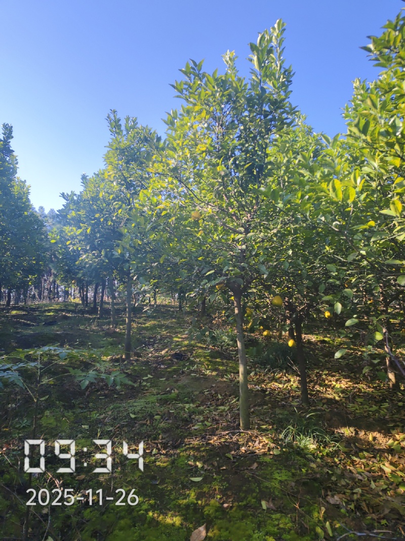 5～15的香橼树，量大，规格齐全，支持线上保障交易