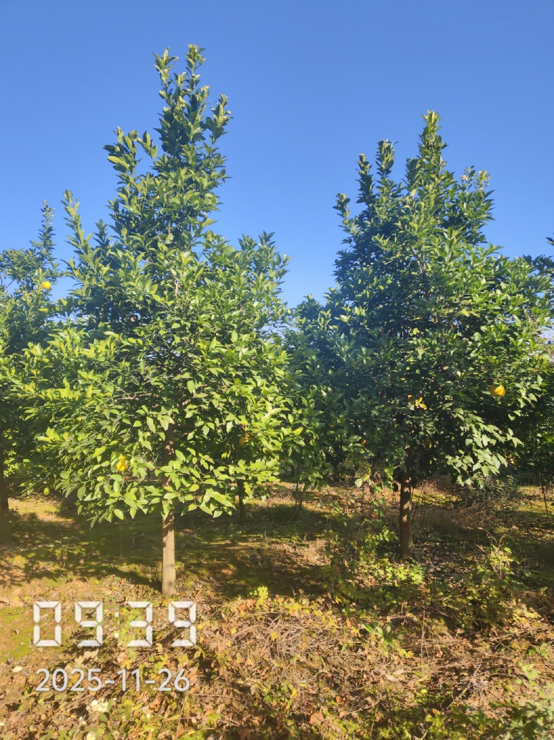 5～15的香橼树，量大，规格齐全，支持线上保障交易