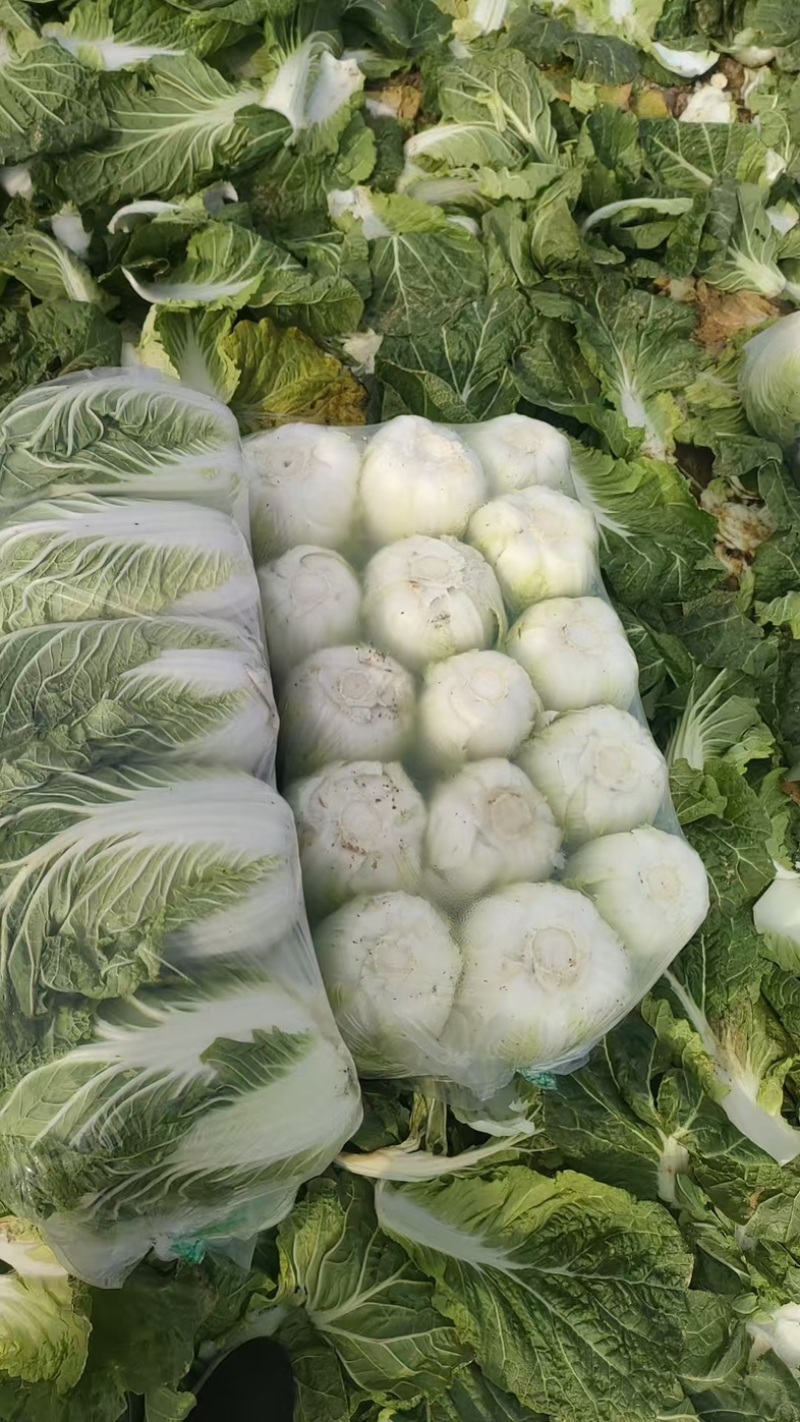 精品矮棵黄心白菜产地一手货源全国发货量大价优欢迎随时联系