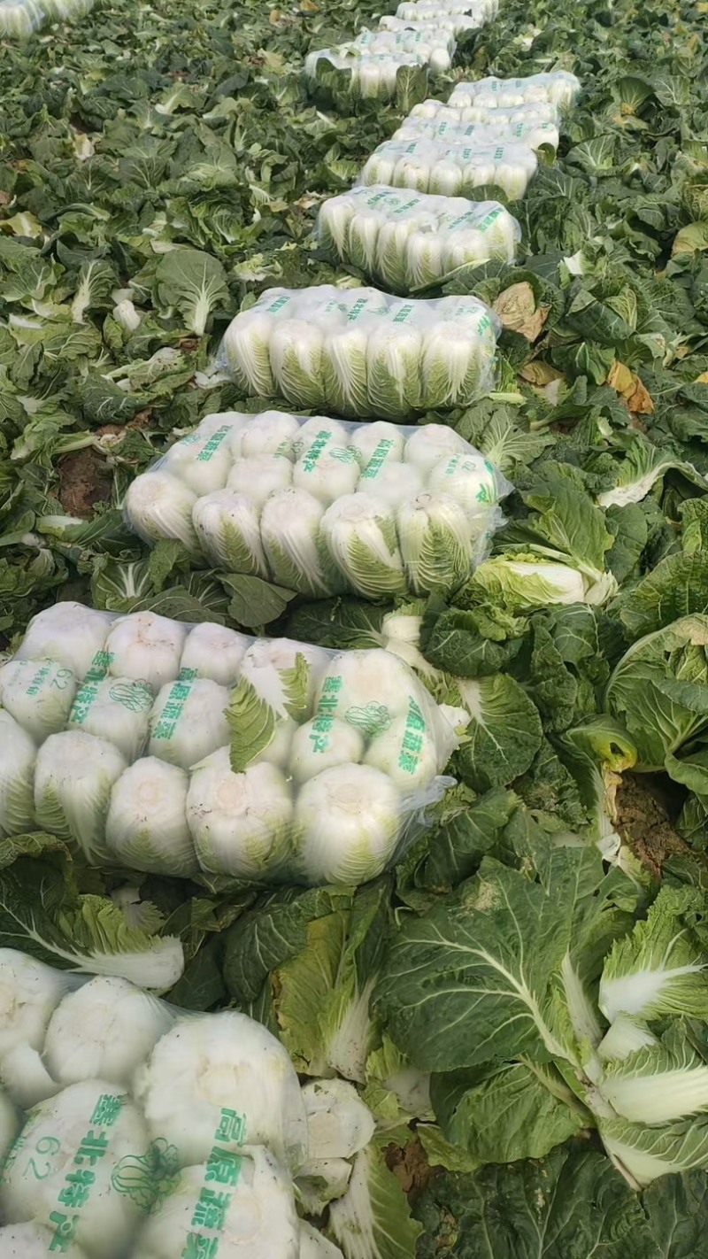 精品矮棵黄心白菜产地一手货源全国发货量大价优欢迎随时联系