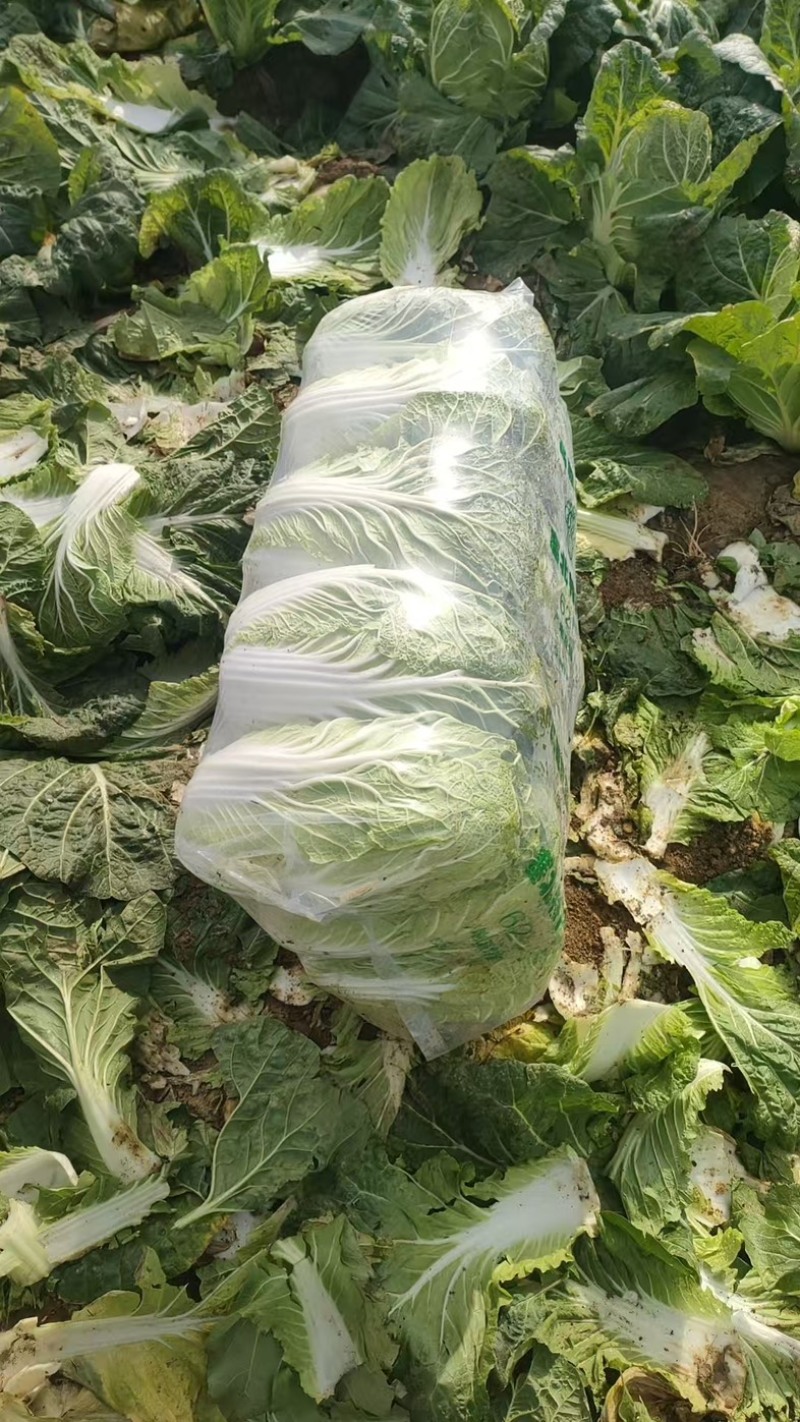 精品矮棵黄心白菜产地一手货源全国发货量大价优欢迎随时联系