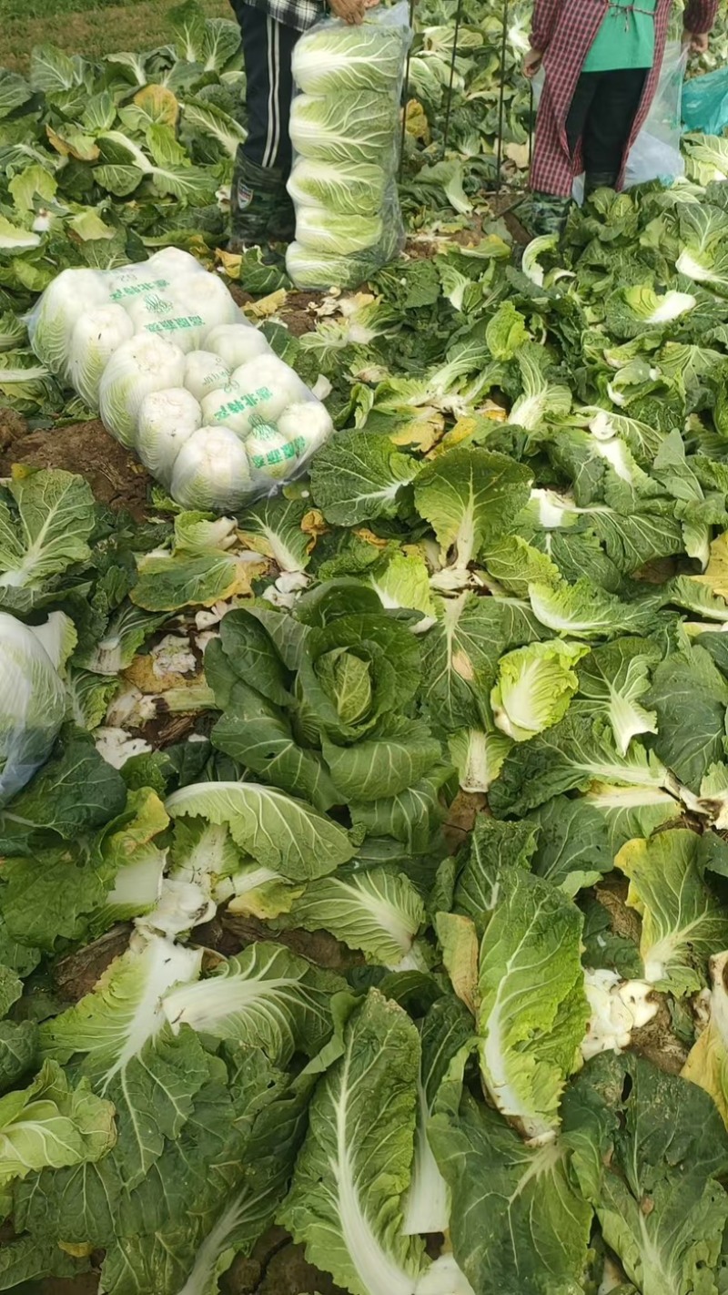 精品矮棵黄心白菜产地一手货源全国发货量大价优欢迎随时联系