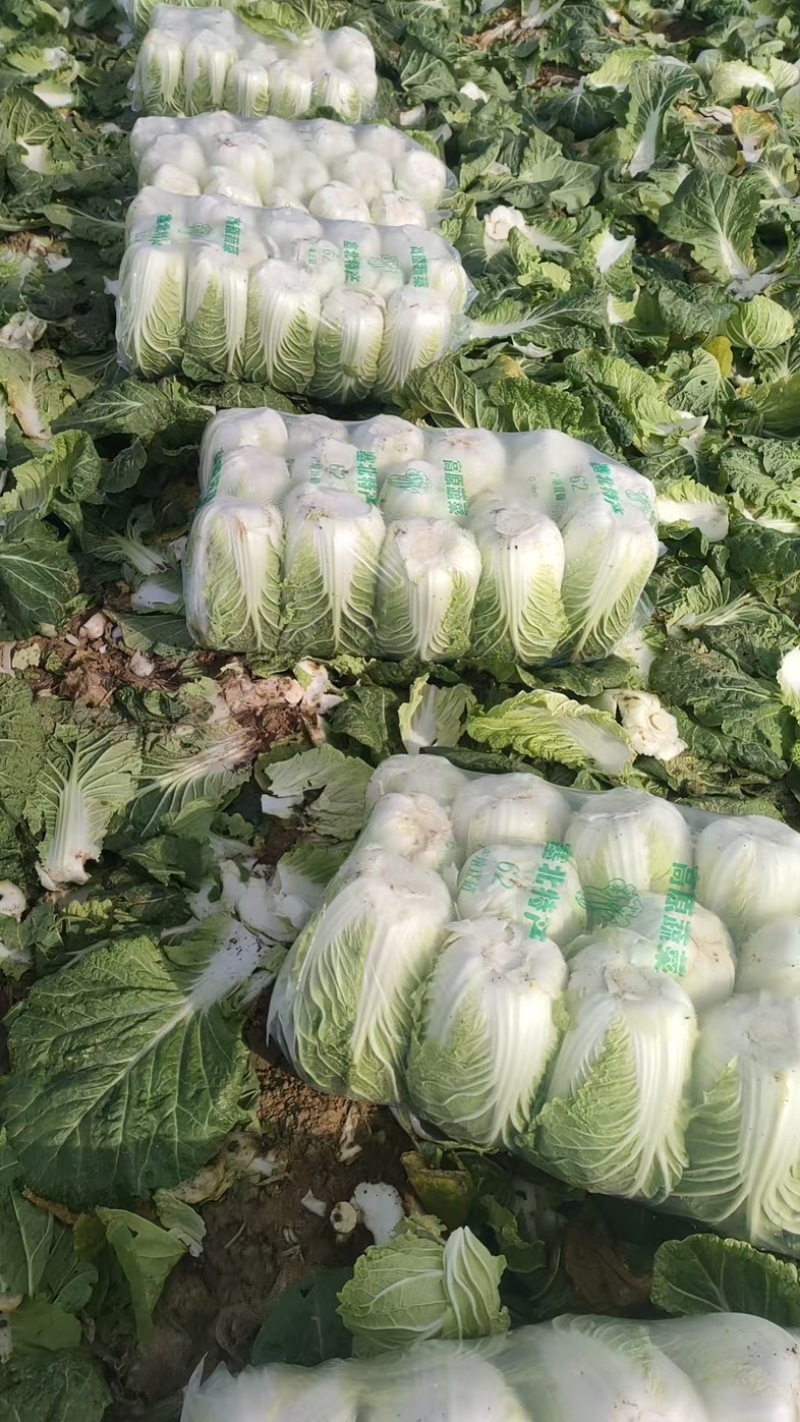 精品矮棵黄心白菜产地一手货源全国发货量大价优欢迎随时联系
