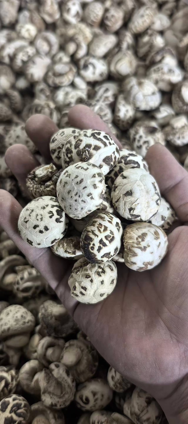 泌阳双丰干香菇产地直发，一手货源，欢迎全国致电采购