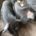 生态养殖藏香猪