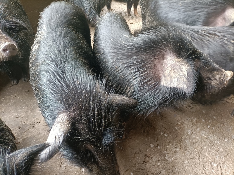 生态养殖藏香猪