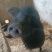 生态养殖藏香猪