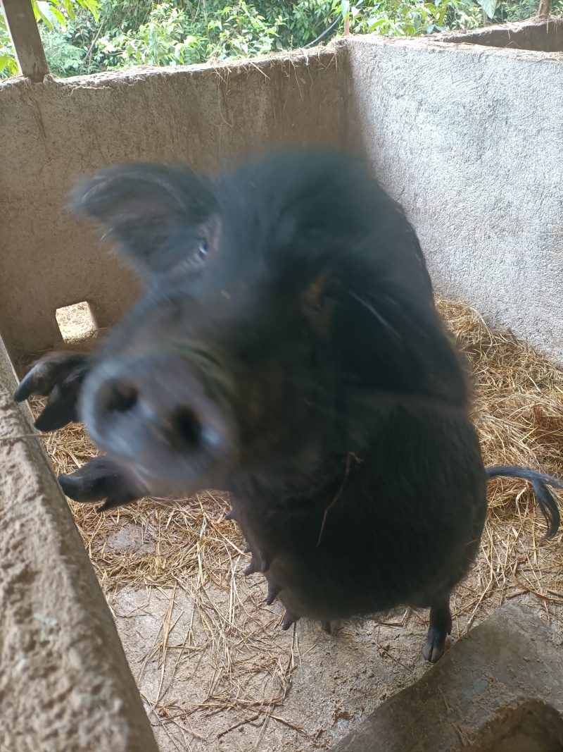 生态养殖藏香猪