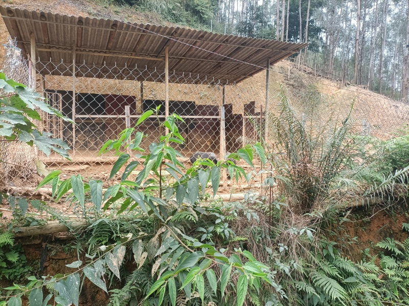 生态养殖藏香猪